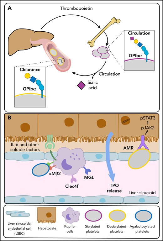 Glycosylation changes affect platelet production directly and indirectly. (A) Deficit in the sialyltransferase ST3Gal1 (St3gal1MK−/−) causes exposure of the cryptic TF antigen that is recognized by a plasmocytoid dendritic-like cell inducing the release of type 1 interferon dampening platelet production. Increased immunoglobulin G antibodies against the TF antigen are observed in pediatric patients with immune thrombocytopenia (ITP). (B) β4GalT1 regulates platelet production. Megakaryocytes derived from B4galt1−/− mice have an underdeveloped demarcation membrane system, β1 integrin hyperactivity, and impaired platelet production, causing thrombocytopenia. Increased expression and activity of β4GalT1 is observed in megakaryocytes isolated from patients with myeloproliferative neoplasms (MPNs) with high allele burden. Highly galactosylated platelets in MPNs may promote increased hepatic TPO synthesis that sustains the aberrant megakaryopoiesis. IL-6, interleukin 6.