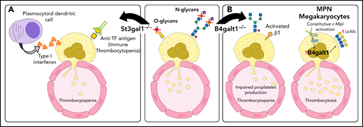 Platelet and liver TPO production feedback loop. (A) At steady state, completely sialylated platelets (purple circles) circulate through the hepatic sinusoids. Aged platelets with heightened terminal Gal and GalNAc residues (yellow circles) are cleared in the liver, initiating hepatic TPO production. (B) The hepatic AMR directly recognizes desialylated platelets, activating the JAK2-STAT3 pathway to elicit TPO production. Various lectins on liver macrophages (Kupffer cells), including the integrin αMβ2, the macrophage Gal lectin (MGL), and Clec4f bind desialylated platelets. Platelet binding to macrophage lectins could trigger cytokine release, including IL-6, and induce IL-6 receptor (IL-6R) responses to stimulate TPO production further.