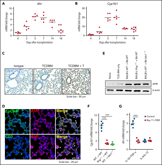 Expression of Ahr is independent of the IFN-γ–IDO1 pathway in the lung after HSCT. (A-D) Lethally irradiated B6 mice received BALB/c T cells (5 × 106) and TCD BM cells (5 × 106). Lungs were harvested at the indicated times. (A-B) Expression of Ahr (A) and Cyp1b1 (B) was measured using real-time polymerase chain reaction (PCR). Expression levels are presented as the fold change relative to the value of 1 of naïve lungs (n = 5 per time point). (C) Immunohistochemical staining of AHR on 7-day IPS lung sections. Representative images (×200) are shown. (D) Immunofluorescence staining of AHR plus EpCAM or CD3 on 7-day IPS lung sections. Blue indicates 4′,6-diamidino-2-phenylindole staining. Arrowheads indicate colocalization. Representative images (×400) are shown. (E-F) Lethally irradiated B6.WT or B6.Ido1−/− mice received BALB/c.WT (5 × 106) or BALB/c.Ifng−/− T cells (1 × 106) and BALB/c.WT TCD BM cells (5 × 106). Lungs were harvested on day 7. (E) AHR was detected by western blot analysis. (F) Levels of Cyp1b1 expression were determined by real-time PCR. Expression levels are presented as fold change relative to the value of 1 of recipient lungs of TCD BM cells only. (G) Lung epithelial cells were isolated from B6 mice and stimulated with IL-1β plus tumor necrosis factor α (TNF-α) or IL-4 plus IL-13 in the presence or absence of Bay 11-7082. After 24 hours, Ahr expression was determined by real-time PCR. Results are representative of 3 independent experiments with similar results. Data represent mean ± standard error of the mean. (F-G) One-way analysis of variance was performed. ***P < .001. mRNA, messenger RNA.