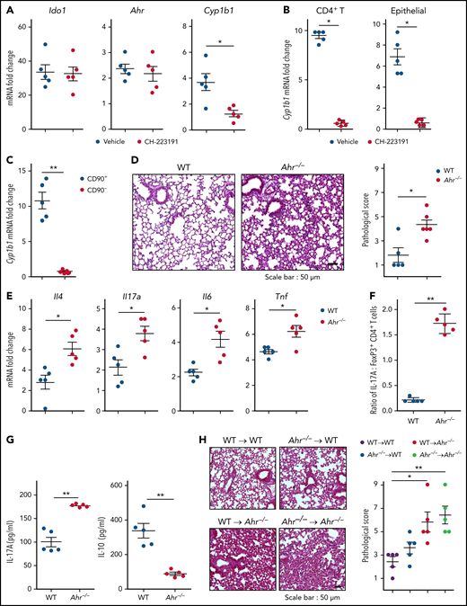 Inhibition of host AHR activation exacerbates IPS. (A-B) B6 mice that received TCD BM cells, and T cells of BALB/c mice were intraperitoneally injected with CH-223191 (10 mg/kg) every day from day 3 through day 8. Lungs were harvested on day 9. (A) Ido1, Ahr, and Cyp1b1 expression were measured by real-time polymerase chain reaction (PCR). (B) Cyp1b1 expression was measured in isolated CD4+ T cells and lung epithelial cells by real-time PCR. (C-G) B6.WT or B6.Ahr−/− mice received TCD BM cells and T cells of BALB/c mice. Lungs were harvested on day 9. (C) Cyp1b1 expression was measured in isolated CD90+ T cells and CD90− non-T cells of B6.Ahr−/− mice by real-time PCR. (D) Representative images (×200; left) and histopathologic scoring (right). (E) Levels of cytokine messenger RNA (mRNA) were measured in whole lungs by real-time PCR. (F-G) Single-cell suspensions of lung tissue were stimulated with anti-CD3/CD28 for 3 hours for fluorescence-activated cell sorting analysis or 24 hours for harvesting culture supernatant (n = 5 per group). (F) Staining of CD4 and IL-17A or FoxP3 were performed, and ratio of IL-17A+/FoxP3+ CD4+ T cells was obtained (n = 5 per group). (G) Concentrations of IL-17A and IL-10 were measured in culture supernatant. (H-I) Mixed chimeric mice were generated by transplanting B6.WT or B6.Ahr−/− BM into lethally irradiated B6.WT or B6.Ahr−/− mice. After 2 months, the chimeric mice received TCD BM cells and T cells of BALB/c mice. Lungs were harvested on day 9 (n = 5 per group). (H) Representative images (200×; left) and histopathologic scoring (right). (I) Levels of cytokine mRNA were measured by real-time PCR. Results are representative of 2 (B-C,H-I) or 3 independent experiments with similar results. Data represent mean ± standard error of the mean. Nonparametric Mann-Whitney U test (A-G) and 1-way analysis of variance (H-I) were performed. *P < .05, **P < .01, ***P < .001.