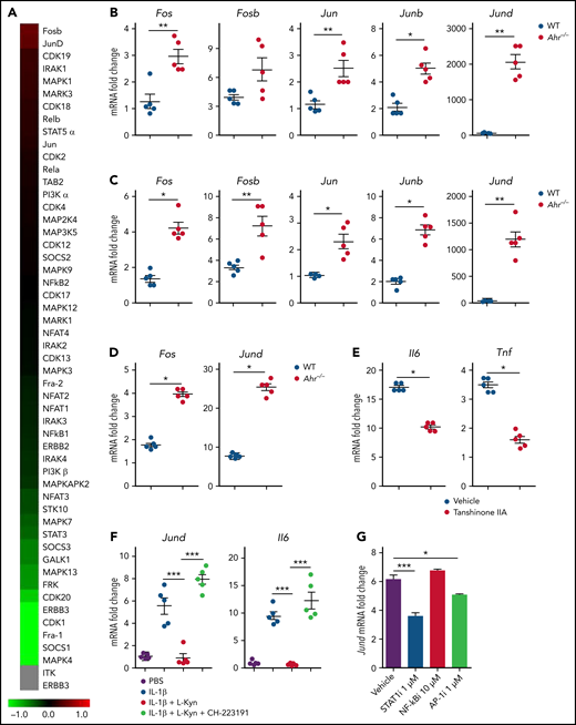 AHR regulates Jund expression in lung epithelial cells. (A-C) Lethally irradiated B6.WT or B6.Ahr−/− mice received TCD BM cells and T cells from BALB/c mice. (A) Bulk RNA sequencing analysis of 5-day whole lungs. Heat map visualization of log2 (fold change; Ahr−/−/WT) is presented. (B-C) AP-1 family gene expression levels were measured in whole lungs (B) or isolated lung epithelial cells (C) by real-time polymerase chain reaction (PCR). (D) Isolated lung epithelial cells from B6.WT or B6.Ahr−/− mice were stimulated with IFN-γ for 48 hours, and IL-1β was added and further cultured for 24 hours. Jund and Fos expression levels were measured using real-time PCR. (E) Isolated lung epithelial cells from B6.WT mice were stimulated with IFN-γ in the presence or absence of tanshinone IIA (1 μM) for 48 hours, and IL-1β was added and further cultured for 24 hours. Il6 and Tnf expression levels were measured using real-time PCR. (F) A549 cells were cultured in the presence of L-Kyn (100 μM) with or without CH-223291 (10 μM) for 48 hours and further cultured in the presence of IL-1β for 24 hours. Levels of Jund and Il6 expression were measured by real-time PCR. (G) A549 cells were stimulated with IL-1β in the presence of the indicated inhibitors for 24 hours. Levels of Jund were measured by real-time PCR. (H) A549 cells were stimulated with IL-1β for 1 hour and further cultured in the presence of L-Kyn for 2 hours. Chromatin immunoprecipitation (ChIP) assays were performed to assess the binding of AHR to the xenobiotic response element site of the Jund promoter. (I-J) A549 cells were stimulated with IL-1β for 1 hour and further cultured in the presence of L-Kyn for 2 hours. ChIP assays were performed. (I) Binding of STAT1 (left) and JunD (right) to STAT1- and JunD-binding site of the Jund promoter, respectively. (J) Binding of JunD to a JunD-binding site of the Il6 promoter. Results are representative of 2 (A,I) or 3 independent experiments with similar results. Data represent mean ± standard error of the mean. Nonparametric Mann-Whitney U test (B-E) and 1-way analysis of variance (F-J) were performed. *P < .05, **P < .01, ***P < .001. mRNA, messenger RNA.
