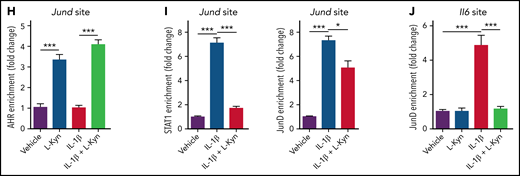 AHR regulates Jund expression in lung epithelial cells. (A-C) Lethally irradiated B6.WT or B6.Ahr−/− mice received TCD BM cells and T cells from BALB/c mice. (A) Bulk RNA sequencing analysis of 5-day whole lungs. Heat map visualization of log2 (fold change; Ahr−/−/WT) is presented. (B-C) AP-1 family gene expression levels were measured in whole lungs (B) or isolated lung epithelial cells (C) by real-time polymerase chain reaction (PCR). (D) Isolated lung epithelial cells from B6.WT or B6.Ahr−/− mice were stimulated with IFN-γ for 48 hours, and IL-1β was added and further cultured for 24 hours. Jund and Fos expression levels were measured using real-time PCR. (E) Isolated lung epithelial cells from B6.WT mice were stimulated with IFN-γ in the presence or absence of tanshinone IIA (1 μM) for 48 hours, and IL-1β was added and further cultured for 24 hours. Il6 and Tnf expression levels were measured using real-time PCR. (F) A549 cells were cultured in the presence of L-Kyn (100 μM) with or without CH-223291 (10 μM) for 48 hours and further cultured in the presence of IL-1β for 24 hours. Levels of Jund and Il6 expression were measured by real-time PCR. (G) A549 cells were stimulated with IL-1β in the presence of the indicated inhibitors for 24 hours. Levels of Jund were measured by real-time PCR. (H) A549 cells were stimulated with IL-1β for 1 hour and further cultured in the presence of L-Kyn for 2 hours. Chromatin immunoprecipitation (ChIP) assays were performed to assess the binding of AHR to the xenobiotic response element site of the Jund promoter. (I-J) A549 cells were stimulated with IL-1β for 1 hour and further cultured in the presence of L-Kyn for 2 hours. ChIP assays were performed. (I) Binding of STAT1 (left) and JunD (right) to STAT1- and JunD-binding site of the Jund promoter, respectively. (J) Binding of JunD to a JunD-binding site of the Il6 promoter. Results are representative of 2 (A,I) or 3 independent experiments with similar results. Data represent mean ± standard error of the mean. Nonparametric Mann-Whitney U test (B-E) and 1-way analysis of variance (F-J) were performed. *P < .05, **P < .01, ***P < .001. mRNA, messenger RNA.