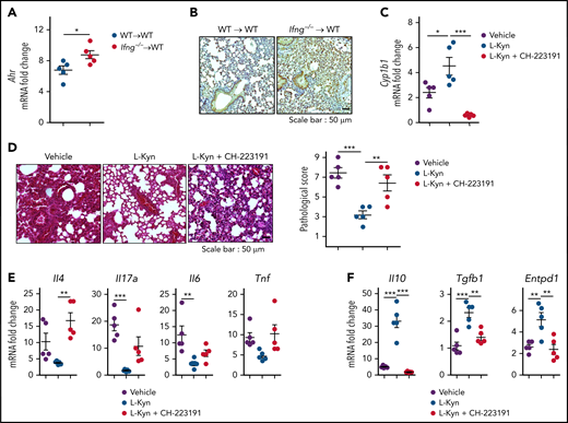 Therapeutic effects of L-Kyn on IPS. (A-B) Lethally irradiated B6.WT mice were injected with BALB/c.Ifng−/− T cells (1 × 106) and BALB/c.WT TCD BM cells. Lungs were harvested on day 7 (n = 5 per group). (A) Levels of Ahr expression were measured by real-time polymerase chain reaction (PCR). (B) Immunohistochemical staining of AHR. Representative images (×200) are shown. (C-F) GVHD was induced as described in panels A and B. Recipients were intraperitoneally injected with L-Kyn (100 mg/kg) with or without CH-223191 (10 mg/kg) each day from day 3 through day 8. Lungs were harvested on day 9 (C) or 14 (D-F). (C) Cyp1b1 expression was measured by real-time PCR (n = 5 per group). (D) Representative images of hematoxylin and eosin staining (×200; left) and histopathologic scoring (right; n = 5 per group). (E-F) Levels of cytokine messenger RNA (mRNA) were measured by real-time PCR (n = 5 per group). Results are representative of at least 3 independent experiments with similar results. Data represent mean ± standard error of the mean. Nonparametric Mann-Whitney U test (A) and 1-way analysis of variance (C-F) were performed. *P < .05, **P < .01, ***P < .001.