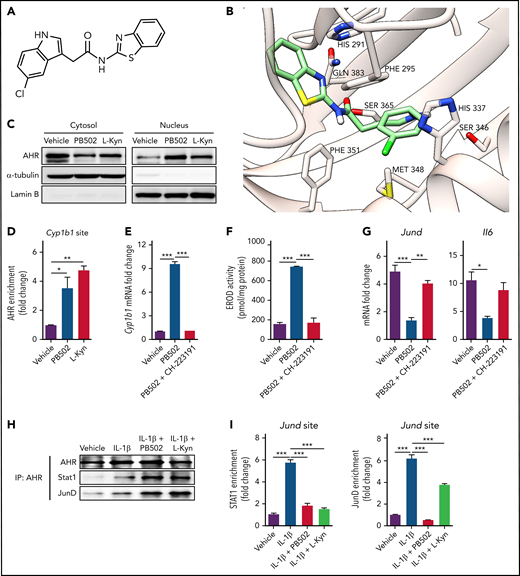 Characterization of a new synthetic AHR agonist (PB502). (A) Chemical structure of PB502. (B) Modeling of a docking site on AHR for PB502. (C) Western blot analysis of AHR in nuclear and cytoplasmic extracts of A549 cells cultured for 4 hours in the presence of PB502 (2 μM) or L-Kyn (100 μM). (D) A549 cells were cultured in the presence of PB502 or L-Kyn for 2 hours. Chromatin immunoprecipitation (ChIP) assays were performed to assess the binding of AHR to a xenobiotic response element site in the Cyp1b1 promoter. (E-F) A549 cells were cultured in the presence of PB502 with or without CH-223191 for 4 (E) or 24 (F) hours. (E) Levels of Cyp1b1 expression were measured by real-time polymerase chain reaction (PCR). (F) The enzymatic activity of CYP1A1 was measured using EROD assays. (G) A549 cells were cultured in the presence of PB502 (1 μM) with or without CH-223291 (10 μM) for 48 hours, and IL-1β was added and further cultured for 24 hours. Levels of Jund and Il6 expression were measured by real-time PCR. (H-I) A549 cells were stimulated with IL-1β for 1 hour, and PB502 or L-Kyn was added for 2 hours. Immunoprecipitation with anti-AHR antibody was performed in cell lysates, and AHR, STAT1, and JunD were detected by western blot analysis. (I) ChIP assays were performed to assess binding of STAT1 (left) and JunD (right) to the Jund promoter. Results are representative of 2 (H-I) or ≥ 4 (C-G) independent experiments with similar results. Data represent mean ± SEM. One-way analysis of variance was performed (D-G,I). *P < .05, **P < .01, ***P < .001. mRNA, messenger RNA.