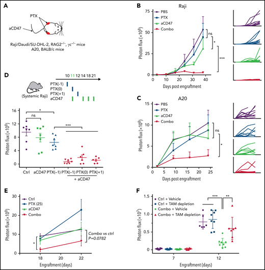 Paclitaxel resensitized the response of aCD47 in NHL-bearing mice. (A) A schematic showing the treatment strategy of the subcutaneous NHL models. Growth of tumors derived from Raji cells in RAG2−/−γc−/− mice (B) and A20 cells in BALB/c mice (C). Mice subcutaneously engrafted with Raji cells or A20 cells were treated with control vehicle, aCD47, paclitaxel, or a combination of aCD47 and paclitaxel. Tumor growth was measured by bioluminescence imaging; *P < .05; ***P < .001 (log-linear regression analysis). (D) A schematic showing the treatment strategy (top); a single dose of nab-paclitaxel (50 mg/kg) largely enhanced the efficacy of aCD47 in mice bearing systemic NHL disease (bottom). *P < .05; ***P < .001 (1-way ANOVA test). (E) A single nontoxic dose of nab-paclitaxel (25 mg/kg) was sufficient to enhance the response to aCD47 in reducing tumor burden. *P < .05 (1-way ANOVA test). (F) Depletion of BM macrophages with clodronate liposome abolished the therapeutic effect of nab-paclitaxel and aCD47 combination. **P < .01, ***P < .001 (1-way ANOVA test). ns, not significant.