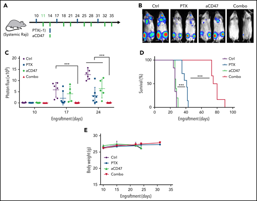 Paclitaxel and aCD47 synergized to yield remarkable antitumor activity in mice bearing systemic NHL disease. (A) A schematic showing the treatment strategy of the systemic Raji models. Mice were treated with an injection of nab-paclitaxel (50 mg/kg) followed by 2 injections of aCD47 (7.5 mg/kg) each week for a total of 4 weeks. (B) Representative animal images showing the efficacy of the combination therapy in reducing tumor burden. (C) Growth of tumors derived from Raji cells through IV injection into RAG2−/−γc−/− mice. Tumor signals were determined by bioluminescence imaging; a combination of nab-paclitaxel and aCD47 stopped the disease progression when other groups of mice reached the endpoint. ***P < .001 (1-way ANOVA test). (D) Survival analysis of animals in panels B and C showing the combination therapy significantly prolonged the survival of the mice. ***P < .001 (log-rank (Mantel-Cox) test). (E) Body weight analysis of animals in panels B and C showing the combination therapy was well tolerated by the mice.