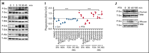 Paclitaxel induced phagocytosis-capable TAM populations. (A-B) Volcano plots showing gene expression of BM macrophages from Raji-engrafted RAG2−/−γc−/− mice at day 0 (normal), day 4 (early), or day 18 (late) of engraftment. Panels A and B showed the comparison of differential gene expression of day 4 vs day 0 (A) and day 18 vs day 4 (B). (C) Heatmap of M1- and M2-like macrophage marker expression in BM macrophages from Raji-engrafted RAG2−/−γc−/− mice at day 0 (normal), day 4 (early) or day 18 (late) of engraftment. (D) UMAP plots of scRNAseq of BM macrophages from Raji-engrafted RAG2−/−γc−/− mice treated with control vehicle, aCD47, nab-paclitaxel, or a combination of aCD47 and nab-paclitaxel. (E) Percentages of cells in clusters 0 to 8 analyzed in panel D. (F) Heatmap of representative genes specifically expressed in cluster C2 from scRNAseq clustered in panel D. (G) Expression of genes Pf4, CD209a, Mrc1, Clec10a, and Axl from scRNAseq clustered in panel D. (H) Immunoblots showing the phosphorylation of protein kinases SFK, BTK, MEK, and PI3K in BMDMs during phagocytosis of Raji cells induced by aCD47. (I) A phagocytosis assay with BMDMs and Raji cells; CD47-blocking antibody was given to all conditions; BMDMs were treated with kinase inhibitors as indicated in the figure. ***P < .001 (1-way ANOVA test). (J) Immunoblots showing Src phosphorylation induced by paclitaxel in human THP1 macrophages and mouse BMDMs. UMAP, Uniform Manifold Approximation and Projection.