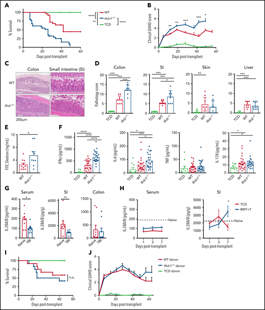 IFN-λ signaling in recipient tissue determines GVHD severity. (A) Survival by Kaplan-Meier estimates for B6.WT (n = 31) and B6.Ifnlr1–/– (Ifnlr1–/–, n = 31) recipient mice lethally irradiated (1000 cGy) and transplanted with BALB/c-derived BM and T cells. A non-GVHD control group received T cell–depleted BM only (TCD; n = 10). Data combined from 5 experiments. (B) Clinical GVHD scores + SEM. (C) Representative images of colon and SI at day 7 after BMT. (D) Semiquantitative GVHD histopathology scores at day 7 after BMT (WT and Ifnlr1–/–, n = 9; TCD, n = 6, combined from 2 experiments). (E) Serum fluorescein isothiocyanate (FITC) dextran at day 7 post-BMT (WT, n = 10; Ifnlr1–/–, n = 9; combined from 2 experiments). (F) Serum IFN-γ, IL-6, tumor necrosis factor (TNF), and IL-17A at day 4 post-BMT (WT and Ifnlr1–/–, n = 23; TCD, n = 10; combined from 3 experiments). (G) IL-28A/B measured in sera, SI, and colon from naive and 24 hours postirradiation (1000 cGy) WT mice (n = 9, combined from 2 experiments). SI and colon mucosal homogenates were prepared, and the IL28-A/B amounts in mucosal supernatants corrected for each gram of tissue. (H) IL-28A/B concentration in serum and SI mucosal homogenates as for panel G at days 1, 3, and 7 after lethal irradiation (1000 cGy) and transplantation with BALB/c BM and T cells or TCD only (n = 9, combined from 2 experiments). (I-J) B6D2F1 recipients were transplanted with BM and T cells from WT or Ifnlr1–/– donors. Survival (I) and GVHD clinical scores (J) (GVHD groups, n = 12; TCD, n = 8; combined from 2 experiments). Data are presented as mean ± SEM. P values were calculated by using the 2-tailed Mann-Whitney t test. Kaplan-Meier survival was compared by using the log-rank Mantel-Cox test. *P < .05, **P < .01, ***P < .001, ****P < .0001.