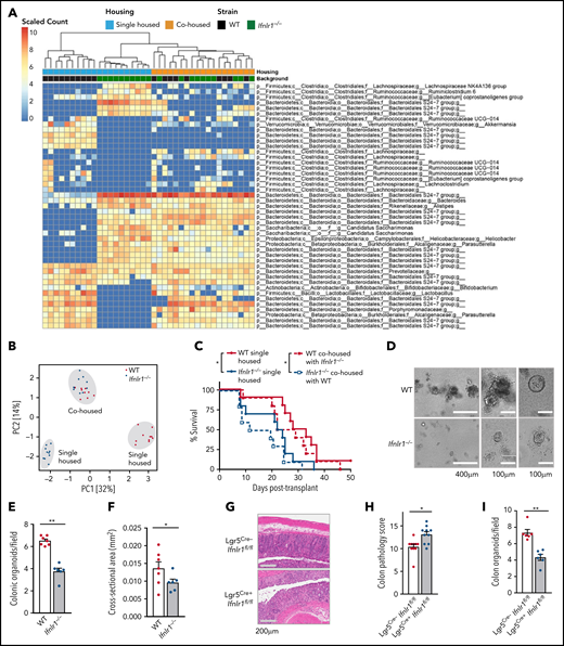 Ifnlr1-signaling in Lgr5+ ISCs provides nonhematopoietic protection from GVHD. (A) Heat map displaying differentially abundant operational taxonomic units consistently increased or decreased in separately housed or cohoused B6 WT and/or Ifnlr−/− mice. Cohousing was performed for 4 weeks before transplantation (n = 10 per strain and housing condition, combined from 2 experiments). (B) Principal component analysis of fecal microbial composition for mice as in panel A. (C) Survival of recipients in panel A transplanted with BALB/c BM + T cells. (D) Representative images. (E-F) Numbers (E) and size (F) of GI organoids grown from colonic crypt isolates and enumerated at day 5 (n = 6-7, combined from 3 experiments). (G-H) Representative images (G) and semiquantitative GVHD histopathology scores (H) at day 7 after BMT from tamoxifen-treated Cre-positive or Cre-negative Lgr5Cre.Ifnlr 1fl.fl recipient mice (n = 10, combined from 2 experiments). (I) Numbers of GI organoids grown from colonic crypt isolates and enumerated at day 5 from mice as in panels D-E (n = 6, combined from 2 experiments). Data are presented as mean ± SEM. P values were calculated by using the 2-tailed Mann-Whitney t test. Survival calculated by using the log-rank Mantel-Cox test. *P < .05, **P < .01. PC1, first principal component; PC2, second principal component.