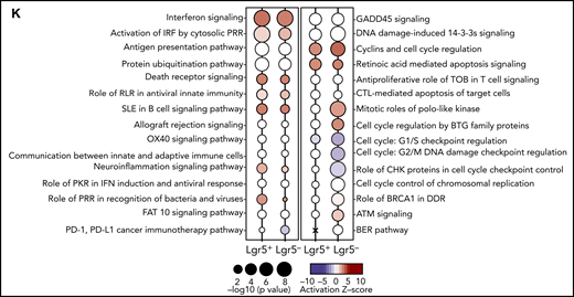 IFN-λ treatment produces a proliferative phenotype in GI stem cells. (K) Functional enrichment analysis of differentially expressed genes: canonical pathway enrichment analysis (log2 fold-change .0.58, and adjusted P value <.05) in sorted Lgr5+ and Lgr5− epithelial cells after in vivo PEG-rIL-29 treatment relative to genotype-matched PBS-treated samples using Ingenuity pathway analysis. Enrichment of canonical pathways associated with immune responses (left) and regulation of cellular proliferation (right). Bubbles represent significant pathway enrichment, as determined by Fisher’s exact test. Bubble diameter represents the log10P value as determined by Fisher’s exact test. Crosses signify a lack of significant pathway enrichment, color indicates predicted pathway activation (red) or predicted inhibition (blue), and white bubbles represent significant functional enrichment of pathways with no available prediction patterns.
