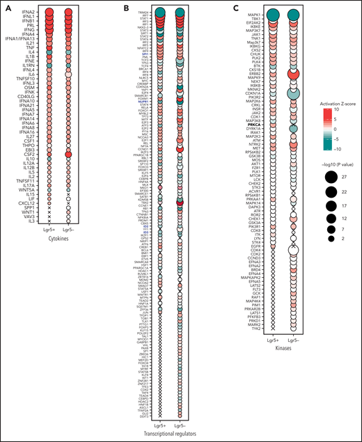 Predicted activation state of PEG-rIL-29–treated Lgr5+ and Lgr5– sorted GI epithelial cells. Cytokines (A), transcriptional regulators (B), and kinases (C) with significantly associated transcriptional changes in sorted Lgr5+ and Lgr5– intestinal epithelial cells after in vivo PEG-rIL-29-administration using Ingenuity pathway analysis. Bubble plot representation of significant enrichment scores (activation z score >2) in at least one treatment condition (ie, PEG-rIL-29). Color indicates predicted activation (red) or predicted inhibition (green), and bubble diameter represents the −log10P value as determined by Fisher’s exact test. Crosses signify a lack of significant activation scores at specific time points.