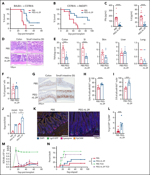 IFN-λ treatment protects from GVHD within the GI tract. PEG-rIL-29 or PBS was given as previously described on days −2, −1, and 0 to BMT recipients. (A) Survival by Kaplan-Meier analysis of B6 recipients transplanted with BALB/c BM + T cells (n = 10, combined from 2 experiments). (B) Survival by Kaplan-Meier analysis of B6D2F1 recipients transplanted with B6 BM + T cells (n = 10, combined from 2 experiments). (C) B6 recipients were transplanted with BALB/c BM + T cells. Serum IFN-γ and IL-6 at day 4 after BMT as in panel A (n = 15, combined from 3 experiments). (D) Representative images of colon and SI at day 7 post-BMT. (E) Semiquantitative GVHD histopathology scores at day 7 post-BMT (n = 10, combined from 2 experiments). (F) Paneth cell numbers. (G) Representative images of proliferation in colon and SI using Ki-67 at day 7 after BMT. (H-I) Quantification of Ki-67 expression at day 7 post-BMT in colon (n = 10, combined from 2 experiments) (H) and in SI (as in panel H) (I). (J) B6 recipients were transplanted with BALB/c BM ± T cells and crypt isolates obtained 7 days later. Colon organoids were quantified (n = 4, combined from 2 replicate experiments). (K-L) Representative images (K) and enumeration (L) of Lgr5+ ISCs in tissue sections at day 7 post-BMT from ileum from PBS or PEG-rIL-29 recipients of BALB/c BM + T cells after NK-cell depletion with NK1.1 on day −1 (1 mg), day +3 (0.5 mg), and day +6 (0.5 mg), (n = 9, combined from 2 experiments). (M) B6D2F1 recipients were treated with PBS or PEG-rIL-29, then transplanted with BM ± T cells from B6.WT donors, together with recipient type BCR-ABL nup98hoxA9 leukemia expressing GFP. (M) The number of GFP+ leukemia cells was determined in peripheral blood thereafter (n = 10, combined from 2 experiments). (N) Death from leukemia in recipients transplanted as in panel M. Data are presented as mean ± SEM. P values were calculated by using the 2-tailed Mann-Whitney t test. Survival was calculated by using the log-rank Mantel-Cox test. *P < .05, **P < .01, ***P < .001, ****P < .0001. DAPI, 4′,6-diamidino-2-phenylindole; TCD, T cell–depleted.