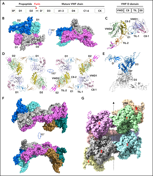 Cryo-EM structures of VWF tubules. (A) Domain arrangement of pro-VWF. Furin cleaves pro-VWF between D2 and D’ domains. Each VWF D domain has 4 modules (VWD, C8, TIL, and E8). (B) The tubule structure of 1 repeating unit shows a D’D3 dimer (marine and gray) docked in the central hole of a donut-shaped D1D2 dimer (cyan and pink). (C) The configuration of D1D2 fragment with each module colored differently. (D) The donut-shaped D1D2 dimer formed through D1:D2 interface. (E) The D’D3 dimers with 2 disulfide bonds (Cys1142-Cys1142’ and Cys1097-Cys1097’) in the interface. (F) Structure of tubule containing 2 repeating units. The 2 units are linked through the D2:D2 interface where D1D2 in 1 unit (gray) is expected to link with 1 D’D3 of the other unit (gray) in vivo. (G) Cryo-EM structure of tubule containing 8 repeating units packed as a right-hand helix with each unit colored differently. SP, signal peptide.