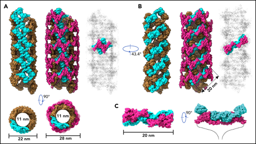 Model of VWF tubules. (A) The tubule structure of D1D2 with the small holes formed by a donut-shaped D1D2 dimer (cyan) for the docking of D’D3 dimers (left). D’D3 dimers (purple) decorate the out surface of the D1D2 tubule (middle). The conventional repeating unit with 1 D’D3 dimer and 1 D1D2 dimer is highlighted in the full VWF tubule (right). Scale bar, 22 and 28 nm. (B) An alternative view of the tubules formed by D1D2. The pH-sensitive D1D2 dimer is colored cyan (left). D’D3 dimers similarly docked in the smaller holes of the tubule (middle). A pH-sensitive D1D2 homodimer loaded with 2 D’D3 monomers in the full VWF tubule is highlighted with D1D2 in cyan and D’D3 in purple. (C) The distance between the 2 ends of D3 domains is ∼20 nm. The 2 C-terminal tails of mature VWF covalently linked by the CK domains will form a spike-like structure (dashed lines) pointing toward the outside of tubule, which makes the full VWF tubule look like a round brush. Scale bar, 20 nm.