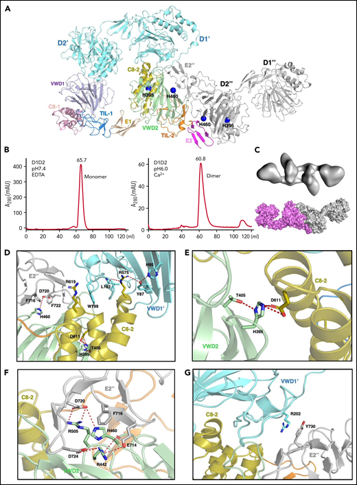 The pH-induced D1D2 homodimer. (A) The binding interfaces of the neighboring D1D2 domains. His395 is located within the D2 domain, whereas His460 is in the D2:D2 interface. (B) D1D2 was assessed by a gel filtration Superdex S200 column at pH7.4 (left) or pH6 (right). (C) The overall shape of the pH-induced D1D2 dimer largely resembles that of D1D2 dimer formed through D2:D2 interface in the cryo-EM structure (Figure 1F). The flexible cradle region of D1D2 likely prevented the D1D2 dimer from forming larger complexes through D1:D2 interactions at pH6. (D) Both C8-2 and VWD2 module of D2 are involved in binding to the D1 domain. Protonated His395 would hold these 2 modules together. The connecting loop (Leu193-Trp199) of D1 is sandwiched by 2 Arginine residues from C8-2, with Arg575 stabilized by Tyr87 of VWD1’ and Arg619 forming cation-π interaction with Trp199 of VWD1’. (E) His395 stabilized by hydrogen bonding with neighboring Thr405 forms intramolecular salt bridges with Asp611 of C8-2. (F) His460 forms intermolecular ionic integration with Asp720 and cation-π interaction with Phe716 of E2 module of the other D2 domain. (G) D1 domain also forms stabilization interaction with the other D2 domain of the D2:D2 interface as seen in panel A through the cation-π interaction between Arg202 and Tyr730. R202P and R202W mutations are associated with type 2A VWD52,53 (supplemental Figure 6).