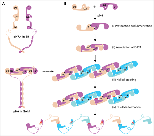 The template mechanism of D1D2 in VWF multimerization and tubular storage. (A) Upon pH changes from ER to Golgi, the 2 histidine residues (His395 and His460) in D2 become protonated, and the N-terminal fragments of a pro-VWF dimer linked by the C-terminal CK domains would engage through the D2:D2 interface, forming a closed pro-VWF dimer in Golgi. (B) Two D1D2 molecules would form a pH-induced homodimer at pH6 (i) and then recruit 2 D’D3 monomers (ii). These D1D2 dimers loaded with 2 D’D3 molecules could then engage through the D1:D2 interface (iii) and align 2 D’D3 face-to-face, facilitating their intermolecular disulfide bond formation and helical packing of the repeating units (iv). The VWF multimers are then subject to tubular storage or release. The released VWF forms an extended head-to-head and tail-to-tail linear structure. All the D1D2 dimers loaded with D’D3 (ii-iv) could be transported into storage granules.