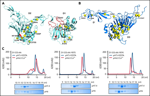 Type 2A VWD associated mutations in D1D2 and D’D3. The clinically identified VWD mutations in D1D2 (A) and D’D3 (B) are mapped on the structures by yellow spheres. These mutations either disrupt the local packing of individual domains or interfere with the intermolecular interactions, leading to impaired alignment of 2 D’D3 domains for their dimeric disulfide linkages. Detailed structural analysis of each mutation is provided in supplemental Figure 6. The Y87S, E8del, and Δ437-442 mutation were highlighted in red. (C) The effect of Tyr87 mutations on oligomerization. The D1-D3 variants with the furin cleavage site mutated were analyzed by a Superose 6 gel filtration column with elution curves at pH7.4 with EDTA shown in blue and at pH6 with calcium shown in red. The corresponding fractions were analyzed by SDS-PAGE.