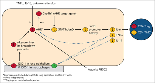 Schematic diagram of AHR as a key regulator in lung epithelial cells during experimental idiopathic pneumonia syndrome. IDO-1, indoleamine 2,3-dioxygenase 1; IFN-γ, interferon γ.