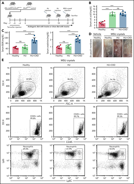 Leukocyte recruitment is impaired in sterile inflammation in hyperuricemic mice. (A) Alb-creERT2;Glut9lox/lox mice and Glut9lox/lox control mice were injected intraperitoneally with tamoxifen. Both groups were fed either an acidogenic diet enriched with inosine or a standard chow diet with inosine for 22 days. On day 21, mice received a subcutaneous injection of monosodium urate (MSU) crystals (5 mg) or vehicle into a preexisting air pouch and were euthanized 12 hours later. (B-C) Serum uric acid (B), blood urea nitrogen (BUN), and creatinine (C) levels of Glut9lox/lox mice with chow diet and inosine (healthy), Alb-creERT2;Glut9lox/lox mice with chow diet (HU), or acidogenic diet with inosine (HU plus CKD) on day 22 (n = 7 mice per group) (using 1-way ANOVA). (D) Representative images of vehicle and MSU crystals injected into the air pouch. (E-G) Gating strategy (E) and number (No.) of CD45+ leukocytes (F) and neutrophils (G) in air pouch per µL from mice with or without MSU crystals determined by flow cytometry (n = 3-6 mice per group). (H-J) Concentrations of IL-1β (H), IL-6 (I), and CXCL1 (J) measured in the air pouch fluid via ELISA (n = 3-6 mice per group). Data are mean plus or minus SD. *P < .05, **P < .01, ***P < .001. ns, not significant by 1-way ANOVA; ELISA, enzyme-linked immunoassay.