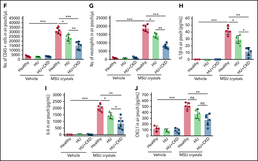 Leukocyte recruitment is impaired in sterile inflammation in hyperuricemic mice. (A) Alb-creERT2;Glut9lox/lox mice and Glut9lox/lox control mice were injected intraperitoneally with tamoxifen. Both groups were fed either an acidogenic diet enriched with inosine or a standard chow diet with inosine for 22 days. On day 21, mice received a subcutaneous injection of monosodium urate (MSU) crystals (5 mg) or vehicle into a preexisting air pouch and were euthanized 12 hours later. (B-C) Serum uric acid (B), blood urea nitrogen (BUN), and creatinine (C) levels of Glut9lox/lox mice with chow diet and inosine (healthy), Alb-creERT2;Glut9lox/lox mice with chow diet (HU), or acidogenic diet with inosine (HU plus CKD) on day 22 (n = 7 mice per group) (using 1-way ANOVA). (D) Representative images of vehicle and MSU crystals injected into the air pouch. (E-G) Gating strategy (E) and number (No.) of CD45+ leukocytes (F) and neutrophils (G) in air pouch per µL from mice with or without MSU crystals determined by flow cytometry (n = 3-6 mice per group). (H-J) Concentrations of IL-1β (H), IL-6 (I), and CXCL1 (J) measured in the air pouch fluid via ELISA (n = 3-6 mice per group). Data are mean plus or minus SD. *P < .05, **P < .01, ***P < .001. ns, not significant by 1-way ANOVA; ELISA, enzyme-linked immunoassay.