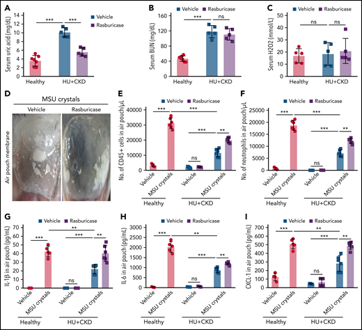 Rasburicase treatment reverses the impaired leukocyte recruitment and inflammation in mice with hyperuricemia and kidney dysfunction. Alb-creERT2;Glut9lox/lox and Glut9lox/lox control mice were injected with tamoxifen and placed on an acidogenic diet with inosine (HU plus CKD) or a chow diet with inosine (healthy) for 22 days. HU plus CKD mice received vehicle or rasburicase treatment prior to injection of vehicle (PBS) or MSU crystals (5 mg) into a preexisting air pouch and were euthanized after 12 hours. (A-B) Serum uric acid (A) and BUN (B) levels of HU plus CKD mice with rasburicase or vehicle treatment (n = 5 per group, Student t test). (C) Serum hydrogen peroxide (H2O2) levels measured in HU plus CKD mice treated with rasburicase or vehicle (n = 5 per group, Student t test). (D) Representative images of MSU crystal injection into the air pouch with or without rasburicase. (E-F) Flow cytometry analysis of infiltrating CD45+ leukocytes (E) and neutrophils (F) into the air pouch from mice with or without MSU crystals and/or rasburicase treatment (n = 4-6 per group). (G-I) Concentrations of IL-1β (G), IL-6 (H), and CXCL1 (I) from air pouch fluid measured via ELISA (n = 4-6 per group). Data are mean plus or minus SD. *P < .05, **P < .01, ***P < .001. ns, not significant by 2-way ANOVA; PBS, phosphate-buffered saline; ELISA, enzyme-linked immunoassay.