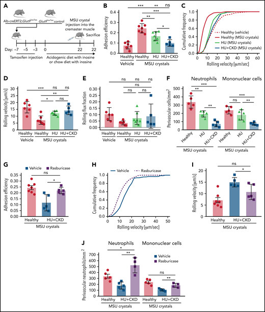 Decreased neutrophil adhesion and extravasation in crystal-stimulated cremaster muscle venules in hyperuricemic mice. (A) Alb-creERT2;Glut9lox/lox and Glut9lox/lox control mice were injected with tamoxifen and placed on a chow or acidogenic diet with inosine (n = 5-7 mice per group). HU plus CKD mice received vehicle or rasburicase treatment. After 22 days, mice were injected intrascrotally with MSU crystals (0.5 mg in 200 µL NaCl per mouse) or vehicle (200 µL NaCl per mouse) 4 hours prior to intravital microscopy. (B) Quantification of adhesion efficiency (n = 5-7 mice per group). (C-D) Cumulative distribution (C) and mean leukocyte rolling velocity (µm per second) (D). (E) Quantification of leukocyte rolling depicted as rolling flux fraction. (F) The total number of perivascular neutrophils and mononuclear cells per mm2 after MSU crystal injection (n = 5 mice per group). (G) Quantification of the adhesion efficiency (n = 5 mice per group). (H-I) Cumulative frequency over leukocyte rolling velocity (H) and mean of rolling velocity (µm per second) (I). (J) The total number of perivascular neutrophils and mononuclear cells per mm2 after MSU crystal injection in vehicle- and rasburicase-treated HU plus CKD mice (n = 4-5 mice per group). Data are mean plus or minus SD. *P < .05, **P < .01, ***P < .001. ns, not significant by Student t test or 1- or 2-way ANOVA.