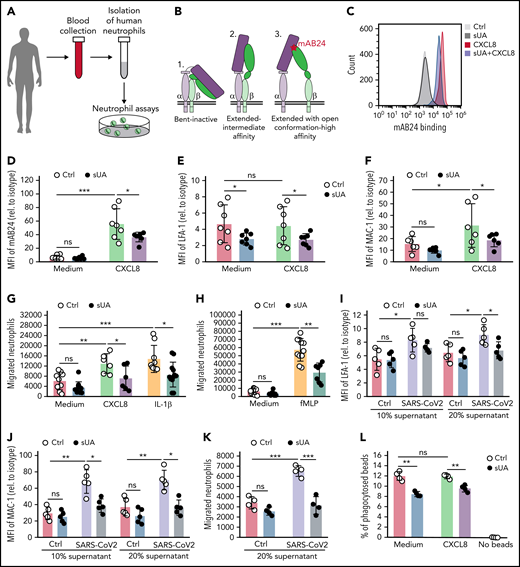 Soluble uric acid affects β2 integrin activation and prevents human neutrophil migration and phagocytosis in vitro. (A) Human neutrophils were isolated from healthy individuals and preincubated with or without 10 mg/dL sUA for 30 minutes prior to stimulation with human CXCL8 or SARS-CoV2–derived DAMP/PAMP supernatant. (B) Schematic of the 3 β2 integrin conformations that reflect the different affinity stages: (1) the bent form, inactive, (2) the extended form with a closed ligand-binding head of intermediate affinity, and (3) the extended form enabling the ligand-binding for mAB24 with high affinity (adopted from Evans et al).82 (C-D) mAB24 binding illustrated as a histogram (C) and the expression levels of mAB24 (D) determined by flow cytometry (n = 6-7 per group). (E-F) The expression levels of LFA-1 (E) and MAC-1 (F) shown as mean fluorescence intensity (MFI) relative to isotype control (n = 6-7 per group) were quantified by flow cytometry. (G-H) Transwell migration assays were carried out, and the total number of neutrophils that migrated toward the chemoattractants human CXCL8 and IL-1β (G) and fMLP (H) was determined after 3 hours by flow cytometry (n = 6-12 per group). (I-J) The expression levels of LFA-1 (I) and MAC-1 (J) shown as MFI relative to isotype control (n = 4 per group) were quantified by flow cytometry. (K) Transwell migration assays were carried out, and the total number of neutrophils that migrated toward the SARS-CoV2 supernatant (20%) was determined after 3 hours by flow cytometry (n = 4 per group). (L) Percentage (%) of phagocytosed IgG FITC-latex beads in untreated or CXCL8-stimulated neutrophils with or without sUA preincubation was determined by flow cytometry (n = 4 per group). Data are mean plus or minus SD. *P < .05, **P < .01, ***P < .001. ns, not significant by 2-way ANOVA; Ctrl, control; IgG, immunoglobulin G.