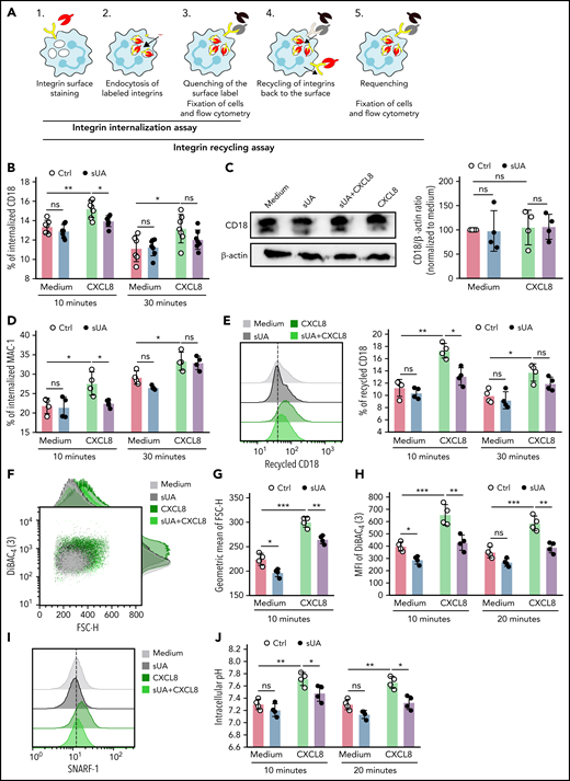Soluble uric acid affects β2 integrin internalization and recycling in human neutrophils. (A) Schematic illustrating the process of integrin internalization and recycling in neutrophils (detailed information is described in supplemental Methods). (B) Human neutrophils were isolated from healthy individuals and preincubated with or without 10 mg/dL sUA for 30 minutes prior to stimulation with CXCL8. The integrin internalization assay for anti-human CD18 in CXCL8-activated neutrophils was performed using flow cytometry. The percentage (%) of internalized CD18 in CXCL8-activated neutrophils was determined after 10 and 30 minutes (n = 7 per group). (C) Immunoblotting for CD18 and β-actin was performed, and the protein CD18/β-actin ratio to medium quantified (n = 4 per group). (D) The integrin internalization assay was performed and the percentage of internalized MAC-1 after 10 and 30 minutes determined by flow cytometry (n = 4 per group). (E) The integrin recycling assay was performed and the percentage of recycled CD18 after 10 and 30 minutes determined by flow cytometry (n = 4 per group). (F-H) Cytoskeletal dynamics were determined in CXCL8-activated neutrophils (n = 4 per group) via flow cytometry using the forward scatter (FSC-H) for quantifying cellular size (F-G) and the dye DiBAC4(3) for quantification of membrane potential (as MFI) (H). (I-J) Intracellular pH was determined as MFI of the dye SNARF-1 (MFI) (I) by flow cytometry and the intracellular pH calculated (J) (n = 4 per group). Data are mean plus or minus SD. *P < .05, **P < .01. Ctrl, control; ns, not significant by 2-way ANOVA.