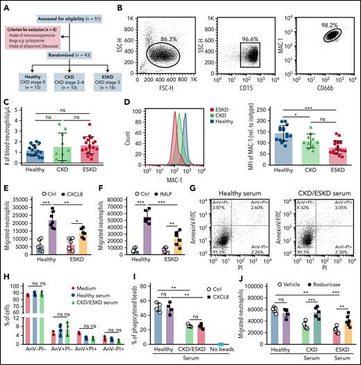Soluble uric acid impairs neutrophil migration in patients with kidney dysfunction. (A) Schematic of study design. Out of 51 individuals, 8 patients were excluded due to the intake of immunosuppressive drugs or xanthine oxidase inhibitors. Of the remaining, 10 patients represented with CKD (CKD stage G2-4), 18 patients with ESKD that were on hemodialysis (CKD stage G5), and 15 healthy individuals without any renal pathologies (healthy, CKD stage 0). (B) Human neutrophils were isolated and identified as CD15+CD66b+ by flow cytometry (with gating strategy) with a purity of ∼99%. (C) Number of human neutrophils that were isolated from patients with kidney dysfunction (CKD and ESKD) as well as healthy individuals. (D) Expression (MFI) of MAC-1 relative to isotype determined by flow cytometry (healthy, n = 15; CKD, n = 10; ESKD, n = 18; 1-way ANOVA). (E-F) The total number of neutrophils isolated from healthy individuals and ESKD patients that migrated toward the chemoattractants human CXCL8 (E) and fMLP (F) (healthy, n = 6-7; ESKD, n = 6; 2-way ANOVA) was determined by flow cytometry after 3 hours. (G-H) Neutrophils were incubated with medium and serum from healthy individuals or CKD/ESKD patients and AnnexinV (AnV)-PI staining performed to quantify cell death by flow cytometry. Representative images of dot plots (G) and the percentage (%) of live (AnV-PI−), apoptotic (AnV+PI−), late apoptotic/early necrotic (AnV+PI+), and necrotic (AnV-PI+) neutrophils (H). (I) Percentage (%) of phagocytosed IgG FITC-latex beads in untreated or CXCL8-stimulated neutrophils with or without preincubation of sera from healthy individuals or CKD/ESKD patients was determined by flow cytometry (n = 4 per group; 2-way ANOVA). (J) Healthy neutrophils were incubated with serum from healthy individuals or patients with kidney dysfunction in the absence or presence of rasburicase, and the total number of neutrophils that migrated toward fMLP was determined by flow cytometry after 3 hours (n = 5-6 per group; 2-way ANOVA). Data are mean plus or minus SD. *P < .05, **P < .01, ***P < .001. ns, not significant; Ctrl, control.