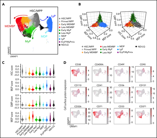 Single-cell transcriptomic landscape of human adult HSPCs across medullary and extramedullary hematopoietic tissues. Analysis of 10X Genomics scRNA-seq and CITE-seq data from 117 200 CD19–CD34+ HSPCs isolated from BM, nonmobilized PB, and spleen of adult donors. (A) Uniform Manifold Approximation and Projection (UMAP) of the multisite HSPC landscape after exclusion of mature cells (see Methods). Clusters were annotated by using known lineage and stem cell marker genes found among the most differentially expressed genes in each cluster (supplemental Table 2a). Clusters with similar cell identity are shown as HSPC groups using different cluster colors. Detailed cluster composition is shown in supplemental Figure 1F, and HSCP grouping is summarized in supplemental Table 2c. (B-C) Three-dimensional plots (B) and violin plots (C) of lineage- and HSC-scores calculated for each cell by using published gene sets enriched in prospectively isolated HSPC subsets39 (see Methods). (D) CITE-seq data from 2 BMs (OD3, 9 477 cells; OD4, 12 500 cells) and 1 spleen (OD4, 11 822 cells). UMAPs highlighting selected surface protein expression across the HSPC landscape. HSC/MPP, hematopoietic stem cell/multipotent progenitor; EryP, Ery progenitor; GMP, granulocyte-monocyte progenitor; LyP, lymphoid progenitor; MDP, monocyte/dendritic cell progenitor; MEMBP, megakaryocyte/erythroid/mast cell/basophil progenitor; MEP, megakaryocyte/erythroid progenitor; MyP, My progenitor; ND/LQ, cluster of lower quality which identity could not be defined using known marker genes; GMP, granulocyte-monocyte progenitor; MEP, megakaryocyte/erythroid progentitor; MLP, multilymphoid progenitor.