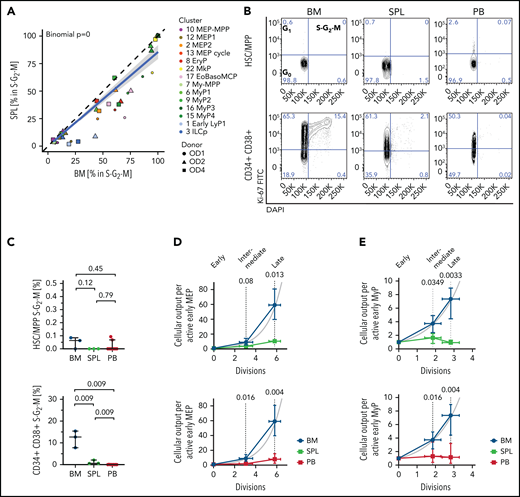 Low proliferation of progenitors in extramedullary tissues compared with BM. (A,D-E) Analysis of 10X scRNA-seq data from 117 200 cells, combining all donors but comparing different tissues. (A) Percentage of cells in S-G2-M phase (assigned by cell cycle phase scoring as described previously72) in matched BM and spleen (SPL) from the same donor for each indicated progenitor cluster. Two-sided exact binomial test. (B) Representative flow cytometry plots of BM (left), SPL (middle), and PB (right) CD19–CD34+CD38–CD45RA– HSCs/MPPs (top row) or CD19–CD34+CD38+ progenitor cells (bottom row) in G0 (Ki-67–DAPI–), G1 (Ki-67+DAPI–), and S-G2-M (Ki-67+DAPI+) cell cycle phases. (C) Frequency of phenotypic HSCs/MPPs (top row) or CD19–CD34+CD38+ progenitor cells (bottom right) from each tissue in S-G2-M phase (Ki-67+DAPI+) assessed by flow cytometry. Median ± 95% confidence interval is shown. A 2-tailed unpaired t test was used to compare BM and SPL (normal distribution), and 2-tailed Mann-Whitney U tests were used to compare BM/SPL with PB (not normally distributed); n = 3 nonmatched BM and SPL tissues, n = 9 PBs measured over 8 experiments. (D-E) Estimated cellular output from early to late progenitors of the MEMB (D) and the My (E) branch calculated from the number of active cells assuming all divisions are symmetric divisions toward differentiation (see Methods). Gray line indicates theoretical exponential expansion; vertical error bars indicate the range observed in the different tissues; and horizontal error bars indicate the standard deviation of the estimated number of divisions for each expansion stage. EoBasoMCP; eosinophil/basophil/mast cell progenitor; EryP, Ery progenitor; ILCp, innate lymphoid cell progenitor; LyP, lymphoid progenitor; MkP, megakaryocyte progenitors; MEP, megakaryocyte-erythroid progenitor; MPP, multipotent progenitor; MyP, myeloid progenitor.