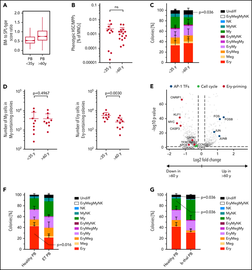 PBs unique erythroid/megakaryocyte–biased differentiation output becomes imbalanced with age and disease. (A) Ratio between BM- and spleen (SPL)-type identity scores in PB HSCs/MPPs according to age group. Notches indicate the 95% confidence interval of the median (middle line). (B) Frequencies of phenotypic HSCs/MPPs (CD19–CD34+CD38–CD45RA–) in PB mononuclear cells (MNCs) by age group (n = 27, same data as in supplemental Figure 1B). (C) Percentage of colonies generated by single-cell–sorted phenotypic HSCs/MPPs from nonmobilized PB (same as in Figure 6C), grouped by age: <35 years, n = 942 single cells from 9 independent PBs; >60 years, n = 700 single cells from 8 independent PBs. (D) Median size of all My colonies (My, left) and all erythroid colonies (Ery, right) generated from nonmobilized PB HSCs/MPPs, grouped according to age as in panel C. (E) Volcano plot showing selected genes differentially expressed (false discovery rate <0.05) in Ery progenitors (cluster 8) of PB donors aged <35 years and aged >60 years. (F) Percentage of colonies generated by single-cell sorted phenotypic HSCs/MPPs from nonmobilized PB of healthy individuals (n = 445 cells, 5 individuals) and patients with ET (n = 349 cells, 5 individuals) over 5 experiments. (G) Percentage of colonies generated by single-cell sorted phenotypic HSCs/MPPs from nonmobilized PB of healthy individuals (same as in panel F) and patients with β-thalassemia (b-thal) (n = 271 cells, 3 individuals) over 3 experiments. Data in panels B, C, D, F, and G are given as mean ± standard deviation. Two-tailed Mann-Whitney U test. Undiff, undifferentiated; Meg, megakaryocyte; NK, natural killer; ns, not significant; Undiff, undifferentiated.