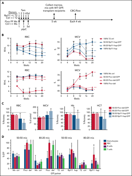 Rpl11 haploinsufficient chimeras model DBA mosaicism. (A) The experimental design for generation of 0%, 50%, 80%, and 100% mutant chimeras and their controls. Flvcr1-deleted (FFMx) and Mxcre (++Mx) control mice are treated with pIpC, whereas Rpl11 haploinsufficient (+LT2) and T2cre (++T2) control mice are treated with tamoxifen starting 5 weeks before transplant. Marrow cells from femurs and tibias from the deleted and control mice were mixed with wild-type marrow cells from untreated ubiquitin-GFP mice (WT GFP) at 50:50 and 80:20 ratios and then transplanted into recipient mice. Because mice receiving 100% Flvcr1-deleted marrow succumb to severe anemia by 7 weeks posttransplant,13 the 100% FFMx and control ++Mx transplants were performed before pIpC treatment. These recipient mice were then treated with pIpC after engraftment 4 weeks later. Deletion efficiency of donor mice is shown in supplemental Figure 1. (B) Monthly analysis of red cell counts and MCV of Rpl11 chimeras, Flvcr chimeras, along with their respective cre control chimeras. (C) The relative RBC, Hb, and HCT of Rpl11 and Flvcr chimeras compared with transplants that received 100% deleted (0% recovery) or control (100% recovery) marrow. MCV is presented as a percent of control transplants. (D) The frequency of peripheral blood granulocytes, RBC, B cells, and T cells that were from the WT (GFP+) partner cells in the chimeric mice 16 weeks after transplant are shown with significant differences compared with the respective control chimeras indicated. Data are presented as mean ± standard deviation (mean ± standard error of the mean, panel C) from 3 to 8 Flvcr chimeras, 6 Mx control chimeras, 6 to 9 Rpl11 chimeras, and 7 T2 control chimeras. *P < .05; **P < .01; ***P < .001 from Student t test. CBC, complete blood count; ctrl, control; Hb, hemoglobin; HCT, hematocrit; MCV, mean corpuscular volume; pIpC, polyI-polyC.