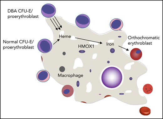 Mechanisms by which normal erythropoiesis would fail. Because EBIs contain both DBA and normal erythroid cells, the high heme export from DBA CFU-E/proerythroblasts to the central macrophage might saturate its uptake mechanism and/or its processing abilities (eg, HMOX1). This could then inhibit further heme export from both DBA and normal CFU-E/proerythroblasts that share this EBI, and both die of resulting heme toxicities. An alternative possibility is that the excessive heme disrupts central macrophage transcription, translation, or hemoprotein formation and thus disrupts its “nurse cell” function, impairing the differentiation of all (ie, DBA and normal) adherent red cell precursors.