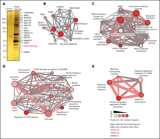 PHF6 associates with protein complexes involved in chromatin regulation and DNA repair. (A) Purified proteins after tandem affinity purification visualized by silver staining. Molecular weight marker is indicated on the left. (B) ConsensusPathDB over-representation analysis of protein complexes. (C) ConsensusPathDB over-representation analysis showing enrichment in chromatin remodeling pathways. (D) ConsensusPathDB over-representation analysis showing enrichment in DNA repair pathways. (E) ConsensusPathDB over-representation analysis showing enrichment in rRNA expression regulation pathways. ALL-1, leukemia acute lymphocytic susceptibility to 1; BAF, BRG1/BRM-associated factor; BRD7, bromodomain-containing protein 7; BRG1, brahma-related gene 1; CHD4, chromodomain helicase DNA binding protein 4; COMPASS, complex proteins associated with Set1; CoREST, RE1-silencing transcription factor corepressor; GG-NER, global-genome nucleotide excision repair; HCF1N, host cell factor 1; HDAC1/2, histone deacetylase 1/2; hSWI/SNF, human SWItch/sucrose nonfermentable; HuCHRAC, human chromatin accessibility complex; KIF1, kinesin family member 1a; LARC, LCR-associated remodeling complex; MBD3, methyl-CpG binding domain protein 3; MLL3/4, mixed-lineage leukemia-like protein 3/4; NuRD, nucleosome remodeling and deacetylase; PBAF, polybromo Brg1-associated factor; PRC2, polycomb repressive complex 2; RBBP4/7, retinoblastoma-binding protein 4/7; RMT, histone arginine methylase; RNA Pol I, RNA polymerase I; SETD1, SET domain containing 1A; SIN3, Swi-independent 3; SNF2h, sucrose nonfermenting 2 homolog; SNF5, switching defective/sucrose nonfermenting subunit 5.