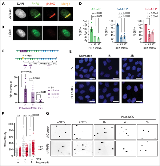 PHF6 is recruited to the vicinity of DNA breaks for efficient DNA repair. (A) Representative confocal images showing PHF6 colocalization with γ-H2AX after UV micro-irradiation in U2OS cells. (B) Representative confocal images showing PHF6 colocalizing with γ-H2AX in a single double-strand break (DSB) induced by I-SceI expression in U2OS-DR GFP cells. (C) Upper panel, schematics of DSB induction after doxycycline and PHF6 recruitment to the vicinity of a DSB (region A) and to 2 different regions away from the DSB (regions B and C). Lower panel, quantification of ChIP assay showing PHF6 recruitment to the vicinity of the I-SceI DSB site in U2OS-DR-GFP cells in 3 different genomic regions (regions A-C) in 2 independent experiments. Bar graphs represent mean ± standard error of the mean. EV (empty-vector, not I-SceI-induced DSB control). (D) GFP percentage measured by flow cytometry in U2OS cells expressing 2 different short hairpin RNAs (shRNAs) targeting PHF6 or control shRNA containing integrated reporters to measure DNA repair efficiency through homologous recombination (U2OS-DR-GFP), single-strand annealing (SA-GFP), or non-homologous end-joining (EJ5-GFP). The percentage of GFP-positive cells is plotted as percent relative to the control cells. Data are representative of 4 independent experiments. Bar graphs represent mean ± standard error of the mean. (E) Representative images of Rad51 foci (red) obtained after 1- or 6-hour recovery from neocarzinostatin (NCS) treatment in control (EV, control sgRNA) and PHF6-knockout cells. DNA was stained with 4′,6-diamidino-2-phenylindole (DAPI) (blue). Scale bar, 25 μM. (F) Quantification of the intensity of Rad51 foci per cell in control (EV, control sgRNA) and PHF6-knockout U2OS cells. Between 100 and 200 cells were analyzed per condition. Statistical analysis was conducted by using a nonparametric Mann-Whitney test. Data are representative of 2 independent experiments. (G) Representative alkaline comet images performed in untreated U2OS cells or after NCS treatment (100 ng/mL) and recovery for 1, 4, or 6 hours in cells infected with a control shRNA (shControl) or a PHF6-targeting shRNA (shPHF6). (H) Dot plot showing individual percentages of comet tail DNA. The median value of >70 nuclei per experimental condition is indicated. Statistical analysis was conducted by using the Mann-Whitney test. Data are representative of 2 independent experiments. (I) Western blot showing the presence of phosphorylated γ-H2AX after recovery from irradiation (1 Gy) for the indicated times in PHF6 control or knock-out primary T-ALL cells. Gapdh is shown as loading control. Tmx, tamoxifen. (J) Analysis of apoptosis upon irradiation at 8 Gy in U2OS infected with control single guide RNA (sgRNA) or sgRNA#1/sgRNA#2. Bar graphs represent mean ± standard deviation (SD). (K) Quantification of ChIP assay showing CHD4 recruitment to the vicinity of the I-SceI DSB site in U2OS-DR-GFP cells (region A) in the presence (PHF6 shRNA '-') or absence of PHF6 (PHF6 shRNA '#7'). Data are representative of 3 independent experiments. EV (empty-vector, not I-SceI-induced DSB control). Bar graphs represent mean ± SD. (L) Quantification of ChIP assay showing SMARCB1 recruitment to the vicinity of the I-SceI DSB site in U2OS-DR-GFP cells (region A) in the presence (PHF6 shRNA '-') or absence of PHF6 (PHF6 shRNA '#7'). Data are representative of 3 independent experiments. EV (empty-vector, not I-SceI-induced DSB control). Bar graphs represent mean ± SD. (M) Left, western blot confirming endogenous PHF6 interaction by immunoprecipitation with SNF2H before and after treatment with 100 ng/mL NCS. Right: quantification of Phf6 levels normalized to Phf6 input ± NCS. All P values in the graphics were assessed by using a 2-tailed, unpaired Student’s t test. IgG, immunoglobulin G; n.s., not significant.