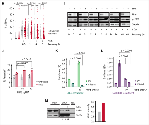PHF6 is recruited to the vicinity of DNA breaks for efficient DNA repair. (A) Representative confocal images showing PHF6 colocalization with γ-H2AX after UV micro-irradiation in U2OS cells. (B) Representative confocal images showing PHF6 colocalizing with γ-H2AX in a single double-strand break (DSB) induced by I-SceI expression in U2OS-DR GFP cells. (C) Upper panel, schematics of DSB induction after doxycycline and PHF6 recruitment to the vicinity of a DSB (region A) and to 2 different regions away from the DSB (regions B and C). Lower panel, quantification of ChIP assay showing PHF6 recruitment to the vicinity of the I-SceI DSB site in U2OS-DR-GFP cells in 3 different genomic regions (regions A-C) in 2 independent experiments. Bar graphs represent mean ± standard error of the mean. EV (empty-vector, not I-SceI-induced DSB control). (D) GFP percentage measured by flow cytometry in U2OS cells expressing 2 different short hairpin RNAs (shRNAs) targeting PHF6 or control shRNA containing integrated reporters to measure DNA repair efficiency through homologous recombination (U2OS-DR-GFP), single-strand annealing (SA-GFP), or non-homologous end-joining (EJ5-GFP). The percentage of GFP-positive cells is plotted as percent relative to the control cells. Data are representative of 4 independent experiments. Bar graphs represent mean ± standard error of the mean. (E) Representative images of Rad51 foci (red) obtained after 1- or 6-hour recovery from neocarzinostatin (NCS) treatment in control (EV, control sgRNA) and PHF6-knockout cells. DNA was stained with 4′,6-diamidino-2-phenylindole (DAPI) (blue). Scale bar, 25 μM. (F) Quantification of the intensity of Rad51 foci per cell in control (EV, control sgRNA) and PHF6-knockout U2OS cells. Between 100 and 200 cells were analyzed per condition. Statistical analysis was conducted by using a nonparametric Mann-Whitney test. Data are representative of 2 independent experiments. (G) Representative alkaline comet images performed in untreated U2OS cells or after NCS treatment (100 ng/mL) and recovery for 1, 4, or 6 hours in cells infected with a control shRNA (shControl) or a PHF6-targeting shRNA (shPHF6). (H) Dot plot showing individual percentages of comet tail DNA. The median value of >70 nuclei per experimental condition is indicated. Statistical analysis was conducted by using the Mann-Whitney test. Data are representative of 2 independent experiments. (I) Western blot showing the presence of phosphorylated γ-H2AX after recovery from irradiation (1 Gy) for the indicated times in PHF6 control or knock-out primary T-ALL cells. Gapdh is shown as loading control. Tmx, tamoxifen. (J) Analysis of apoptosis upon irradiation at 8 Gy in U2OS infected with control single guide RNA (sgRNA) or sgRNA#1/sgRNA#2. Bar graphs represent mean ± standard deviation (SD). (K) Quantification of ChIP assay showing CHD4 recruitment to the vicinity of the I-SceI DSB site in U2OS-DR-GFP cells (region A) in the presence (PHF6 shRNA '-') or absence of PHF6 (PHF6 shRNA '#7'). Data are representative of 3 independent experiments. EV (empty-vector, not I-SceI-induced DSB control). Bar graphs represent mean ± SD. (L) Quantification of ChIP assay showing SMARCB1 recruitment to the vicinity of the I-SceI DSB site in U2OS-DR-GFP cells (region A) in the presence (PHF6 shRNA '-') or absence of PHF6 (PHF6 shRNA '#7'). Data are representative of 3 independent experiments. EV (empty-vector, not I-SceI-induced DSB control). Bar graphs represent mean ± SD. (M) Left, western blot confirming endogenous PHF6 interaction by immunoprecipitation with SNF2H before and after treatment with 100 ng/mL NCS. Right: quantification of Phf6 levels normalized to Phf6 input ± NCS. All P values in the graphics were assessed by using a 2-tailed, unpaired Student’s t test. IgG, immunoglobulin G; n.s., not significant.