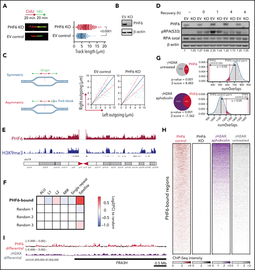 PHF6 protects from replication-associated DNA damage and binds to satellite DNA heterochromatin. (A) Schematic of chlorodeoxyuridine (CldU, red)/iododeoxyuridine (IdU, green) pulse labeling (upper left). Representative images of CldU and IdU replication tracks in Jurkat control (EV, control sgRNA) or PHF6 knockout (KO) cells (bottom left). Fork rate dot plot showing the IdU tract length of individual replication forks in untreated Jurkat cells (right). The median value of >350 tracts per experimental condition is indicated. Statistical analysis was conducted by using the Mann-Whitney test (P < .0001). Data are representative of 2 independent experiments. (B) Western blot showing PHF6 KO in Jurkat cells infected with a control sgRNA (EV) or a single guide RNA targeting the second PHD2 domain of PHF6 (KO). β-actin concentrations are shown as a loading control. (C) Left, scheme of the signals used for quantification of asymmetry analysis of forks moving from a single origin (outgoing forks). Right, scatter diagram of fork symmetry in Jurkat cells. Each dot corresponds to the ratio between the right and the left fork velocities of a pair of outgoing forks belonging to the same replication bubble. The areas outside of the dotted lines include all points whose ratios deviate from the expected theoretical value of 1 ± 0.3, corresponding to forks moving bidirectionally at nearly the same rate. EV control (control sgRNA), PHF6 KO (sgRNA targeting second PHD2 domain of PHF6). Statistical analysis was performed with the Mann-Whitney rank sum test (P < .001). (D) Western blot showing the presence of phosphorylated RPA (pRPA) after recovery from 30 minutes of 1 μM camptothecin treatment. The “–” sign indicates untreated conditions. Both RPA total amount and β-actin concentrations are shown as a loading control as used for the blot quantification shown below each band. EV control (control sgRNA), PHF6 KO (sgRNA targeting second PHD2 domain of PHF6). (E) Chromosome 19 distribution of normalized PHF6 (red track) or H3K9me3 (blue track) ChIP-Seq intensities in Jurkat. (F) Heat map indicating the log2FC enrichment in repetitive regions according to category compared with the average in 3 random subsets. (G) Overlap between PHF6 peaks and γ-H2AX genomic regions in untreated (upper panel) and after aphidicolin treatment (lower panel). The indicated P value and Z scores are the result of permutation testing (n = 1000 trials). PHF6 control obs, refers to observed regions. PHF6 control perm, refers to median expected permutated regions. (H) Normalized ChIP-Seq heat maps of Jurkat PHF6 control and KO and K562 γ-H2AX aphidicolin treated and untreated. PHF6-bound regions (n = 11 528) were scaled to the same length. (I) Differential PHF6 (control/KO cell lines) and γ-H2AX (treated/untreated) ChIP-Seq intensities within the fragile site FRA3H.