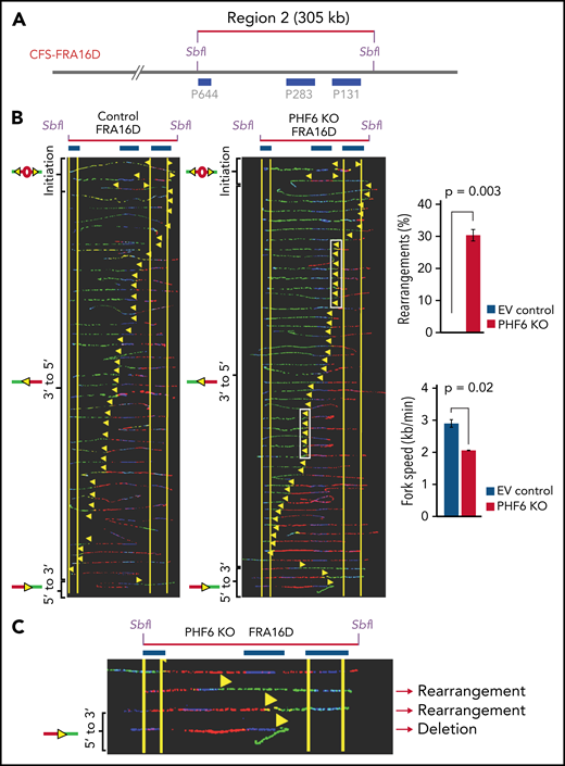 PHF6 prevents replication-associated damage and accumulation of genomic rearrangements at the FRA16D chromosome fragile site. (A) Locus map of CFS-FRA16D SbfI digested segment. The fluorescence in situ hybridization probes that identify the segment are labeled in blue. (B) Aligned photomicrograph images of labeled DNA molecules from Jurkat PHF6 infected with an empty vector control (EV, control sgRNA) or with an sgRNA targeting the second PHD2 domain of PHF6 (PHF6 PHF6 KO). The yellow arrows indicate the sites along the molecules where the iododeoxyuridine transitioned to chlorodeoxyuridine. White rectangles indicate representative sites of replication fork pausing. The molecules are arranged in the following order: molecules with initiation events, molecules with 3′ to 5′ progressing forks, molecules with 5′ to 3′ progressing forks, and molecules with termination events. The quantification in the upper right panel shows the percentage of molecules with rearrangements at CFS-FRA16D in Jurkat PHF6 EV (blue bar) and Jurkat KO (red bar). Error bars represent mean ± standard deviation from data collected from 2 independent experiments. The quantification in the lower right panel shows the replication fork speed at CFS-FRA16D in Jurkat PHF6 EV (blue bar) and Jurkat KO (red bar). Error bars represent mean ± standard deviation from data collected from 2 independent experiments. (C) Close-up of the 5′ to 3′ region of CFS-FRA16D showing aberrant probe patterns in individual DNA molecules.