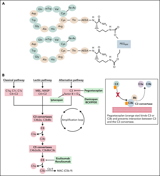 Structure and function of pegcetacoplan. (A) Schematic of pegcetacoplan structure. Pegcetacoplan is a PEGylated peptide of the compstatin family composed of 2 identical cyclic peptides covalently bound to a PEG molecule. Compstatin and its analogs bind in a shallow groove in the C-terminal fragment of the complement C3 β-chain. There is extensive interaction between C3 and compstatin. The green circles represent hydrophobic interactions and hydrogen bonding between compstatin derivatives and C3.23 (B) Complement pathway inhibitors approved for clinical use or in trial for PNH and their sites of inhibition. Pegcetacoplan and other compstatin family derivatives sterically inhibit the interaction between C3 and the C3 convertase through binding to C3 or C3b. Iptacopan (factor B inhibitor), danicopan (factor D inhibitor), and BCX9930 (factor D inhibitor) are oral proximal complement inhibitors in phase 2 and 3 clinical trials for PNH, both as monotherapy and in combination with a C5 inhibitor.
