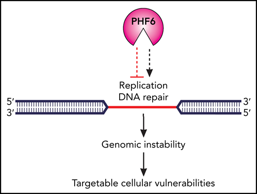 Cellular consequences of the loss of PHF6 function in leukemia cells. Functional loss of the epigenetic regulator PHF6 affects the balance between DNA replication and DNA repair in difficult-to-replicate DNA heterochromatin regions, with subsequent destabilization of common fragile sites and genomic instability. To survive, PHF6-deficient tumor cells must develop adaptive mechanisms and this provides a platform for therapeutic targeting. Professional illustration by Patrick Lane, ScEYEnce Studios.