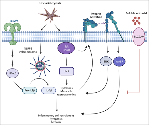 The differential effect of soluble vs crystalline UA on innate cells. Figure generated with BioRender software. ERK, extracellular signal-regulated kinase.