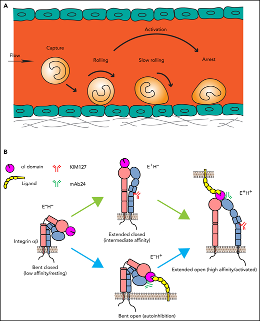 Leukocyte adhesion and integrin activation pathways. (A) Leukocyte adhesion cascade. Leukocytes circulating in the blood stream are first captured by the vessel wall, followed by rolling, slow rolling, full activation, and arrest. After arrest, leukocytes further spread and crawl along the vessel until they transmigrate the vessel wall. Rolling is mediated by selectin-ligand interactions, and arrest requires β2 integrin activation. (B) Integrin activation states and pathways. Integrins are heterodimeric proteins, consisting of an α and a β subunit. Integrin activation means the resting bent low affinity integrins acquire an H+ conformation with extended legs and an open headpiece. The open αI domain binds ligand ICAM-1 on the endothelium. Extended (E+) and H+ integrins with open αI domain conformations are reported by 2 monoclonal Abs, KIM127 and mAb24, respectively. Canonical integrin activation occurs through E+ before acquiring open αI conformation with H+. The alternative pathway starts with headpiece opening (H+) before acquiring full activation with extension and open headpiece (E+H+).