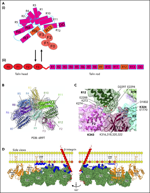 Domain organization and structure of talin-1. (A) Illustration of autoinhibited (i) and linear (ii) talin-1. Talin-1 consists of a talin head domain (THD) comprising a FERM domain (F0, F1, F2, F3, orange), and a talin rod domain (magenta). (B) Cryo-EM structure of autoinhibited human talin-1. The autoinhibited talin-1 is compactly folded with the talin-1 head interacting with the rod domains. (C) Two intramolecular interactions between the FERM domain and the rod domain, namely F3 (purple)–R9 (mint) and F2 (pink)–R12 (dark green), are shown to be critical for autoinhibition. The F0 and F1 structure is not resolved because of their flexibility. (D) A model of talin-1 in direct interaction with Rap1. A linear conformation of talin-1 head domain (green) is displayed in this model. Rap1b is bound to the plasma membrane using its C-terminal geranyl-geranyl moieties. The THD regions (blue) known to interact with the negatively charged PIP2 phospholipids face the membrane: the fly-casting F1 loop; the F2 membrane orientation patch (MOP); and the F3 association patch (FAP). Panels B and C are adapted from Dedden et al33 and panel D from Gingras et al69 with permission.