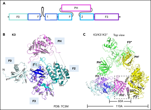 Domain organization of kindlin-3 in the monomer and homotrimer conformation. (A) Domain organization of kindlin-3. Kindlin-3 contains a FERM domain consisting of F0, F1, F2, and F3 subdomains. F1 domain contains a long unstructured loop comprising 83 residues. A pleckstrin homology (PH) domain is inserted in the F2. (B) Crystal structure of kindlin-3 monomer. The kindlin-3 adopts a FERM domain cloverleaf-like conformation. (C) Crystal structure of the kindlin-3 homotrimer. Kindlin-3 PH domain interacts with the F3 subdomain of another kindlin-3 molecule, thereby masking the integrin binding site of kindlin-3. Panels B and C are adapted from Bu et al.51