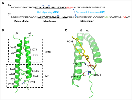 Inner membrane clasp and outer membrane clasp of LFA-1. (A) The inhibitory salt bridge of IMC (electrostatic interaction between the αL-R1094 and β2-D709) and the outer membrane clasp (helical packing) mediated by glycine in the TMDs. (B) Simulated αLβ2 dimer structures. The side chains of major residues involved in dimerization are shown in sticks. (C) Trimeric interaction among αL, β2, and POPS (1-palmitoyl-2-oleoyl-sn-glycero-3-phospho-l-serine). The lipid phosphate group simultaneously engages the β2-K702 amino group and the αL-R1094 guanidino group. Panels B and C are adapted from Guo et al.81