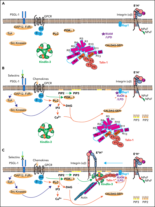 Signaling pathways leading to integrin activation. (A) Integrin at resting state (E−H−), with homotrimeric kindlin-3 and autoinhibited talin-1 in the cytosol. (B) Integrin activation is initiated by 2 signaling pathways: the selectin signaling and chemokine signaling. Engagement of PSGL-1 by selectins triggers serial activation of kinases and recruitment of adaptors. Engagement of chemokine receptors on leukocytes by inflammatory signals leads activation of PLC and PI3K. PLC breaks PIP2 into IP3 and DAG. IP3 further activates IP3 receptors on the endothelium reticulum (ER) and Ca2+ release from the ER store. Rap1 GTPases such as CALDAG-GEFI are activated by Ca2+ and DAG, which stimulates Rap1 bound on the membrane by its C-terminal geranyl-geranyl moieties. PI3K kinases convert PIP2 to PIP3. (C) Rap1 can directly activate talin-1 or indirectly through recruitment of MRL (mig-10/RIAM/lamellipodin) proteins, forming a complex with talin-1. Kindlin-3 is recruited to the plasma membrane using its PH domain. The kindlin-3 PH domain prefers PIP3. Talin-1 and kindlin-3 recruitment to the membrane-proximal compartment and binding to integrin β2 tail are common final steps in triggering integrin activation to adopt the extended high affinity (E+H+) conformations. GPCR, G-protein coupled receptor; LPD, lamellipodin.