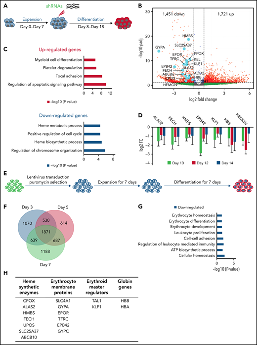 Reduction of hemogen suppresses expression of genes associated with erythrocyte maturation and hemoglobinization in human CD34+ cells and HUDEP2 cells. (A) Schematic diagram of short hairpin RNA (shRNA) KD of hemogen in CD34+ human umbilical cord erythroid progenitor cells. (B) Volcano plot showing differential gene expression between WT and hemogen-KD CD34+ cells at differentiation day 10. Downregulated and upregulated genes are defined by an adjusted P value <.1 and log2 fold change less than −0.6 or >0.6, respectively. Light blue dots highlight erythroid genes that were significantly downregulated upon hemogen KD. (C) GO terms enriched among genes that were significantly up- or downregulated upon hemogen KD in CD34+ cells at differentiation day 10. (D) Expression of erythroid-related and globin genes is shown as log2 fold change in hemogen-KD cells relative to control CD34+ cells during differentiation days 10 to 14. (E) Schematic diagram of shRNA-mediated KD of hemogen in human HUDEP2 cells. (F) Venn diagram of overlapped genes that were downregulated upon hemogen KD at differentiation days 3, 5, and 7. (G) GO analysis of overlapped genes from (F). (H) Examples of genes that were downregulated by hemogen KD in differentiated HUDEP2 cells from (F).