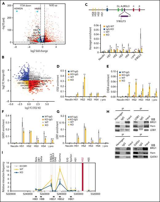 Loss of hemogen increases the recruitment of corepressors and decreases enhancer/promoter looping in the context of the LDB1 complex in human K562 cells. (A) Volcano plot showing differential gene expression between hemogen-KO and WT K562 cells. Dashed vertical lines represent log2 fold change (−0.6 and +0.6). Dashed horizontal line represents adjusted P value < .05. Light blue dots highlight erythroid genes that were significantly downregulated upon hemogen KO (n = 3 biological replicates). (B) Lfc-lfc plot comparing HEMGN-KO and CBFA2T3 (ETO2)-KO dysregulated genes in K562 cells. Red squares represent genes that were positively regulated by HEMGN and negatively regulated by ETO2. Genes of interest are labeled. ChIP-qPCR for hemogen (C), ETO2 (D), and CHD4 (E) occupancy in the β-globin locus in hemogen-KO and WT K562 cells. ChIP-qPCR for GATA1 (F) and LDB1 (G) occupancy in the β-globin locus in hemogen-KO and WT K562 cells. (H) Coimmunoprecipitation (IP) and western blot analysis of interaction between hemogen (hem) and LDB1, GATA1 or BRG1. (I) Chromosome conformation capture (3C) interactions between the β-globin LCR (anchor) and genes in hemogen-WT and -KO K562 cells. Error bars represent standard deviation. N = 3 biological replicates. *P < .05, **P <.01, 2-tailed Student t test. IgG, immunoglobulin G.