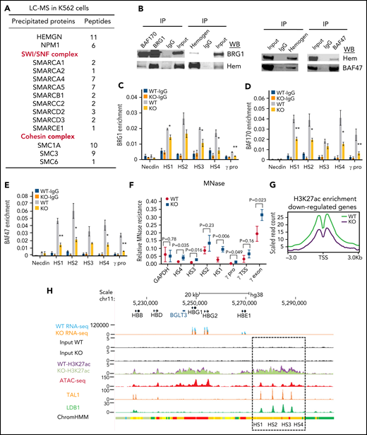 Hemogen interacts with the SWI/SNF complex and affects H3K27ac enrichment at erythroid promoters and enhancers. (A) Mass spectrometry analysis identifies interaction between hemogen and the SWI/SNF and cohesin complexes. (B) Coimmunoprecipitation (IP) analysis of interactions between hemogen (hem) and SWI/SNF components BRG1, BAF170, and BAF47. ChIP-qPCR for BRG1 (C), BAF170 (D), and BAF47 (E) occupancy in the β-globin locus in hemogen-KO and WT K562 cells. (F) MNase-qPCR showing sensitivity of the β-globin locus to digestion in hemogen-KO and WT K562 cells. (G) Normalized peak density plot showing H3K27ac enrichment in WT and hemogen-KO cells at the TSSs of downregulated genes shown in Figure 2A (n = 3 biological replicates). (H) RNA-seq, H3K27ac, and ATAC-seq signals in the β-globin locus. ATAC-seq data from ENCODE. Dashed box encloses the β-globin LCR. Error bars in (C-F) represent standard deviation. n = 3 biological replicates. *P < .05, **P <.01, 2-tailed Student t test. IgG, immunoglobulin G.